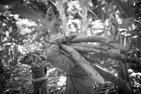 Ensaio fotográfico, as bananas pelo Brasil. Fotos: Wenderson Araujo/Trilux'