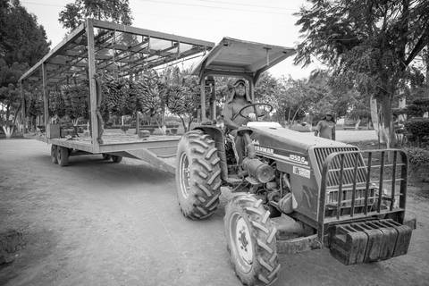 Ensaio fotográfico, as bananas pelo Brasil. Fotos: Wenderson Araujo/Trilux'