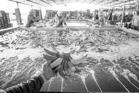 Ensaio fotográfico, as bananas pelo Brasil. Fotos: Wenderson Araujo/Trilux'