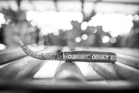 Ensaio fotográfico, as bananas pelo Brasil. Fotos: Wenderson Araujo/Trilux'