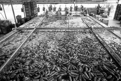 Ensaio fotográfico, as bananas pelo Brasil. Fotos: Wenderson Araujo/Trilux'