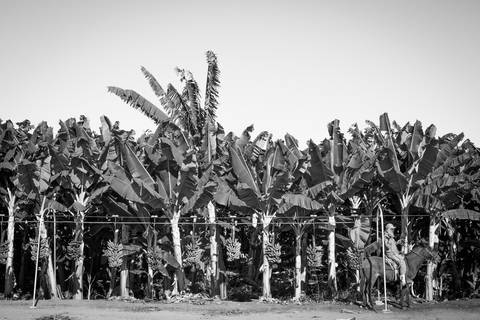 Ensaio fotográfico, as bananas pelo Brasil. Fotos: Wenderson Araujo/Trilux'