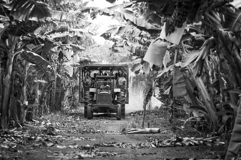 Ensaio fotográfico, as bananas pelo Brasil. Fotos: Wenderson Araujo/Trilux'