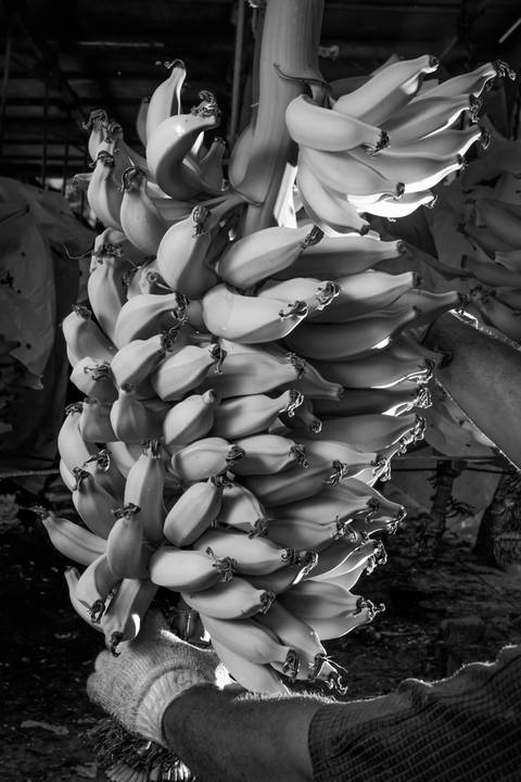 Ensaio fotográfico, as bananas pelo Brasil. Fotos: Wenderson Araujo/Trilux'