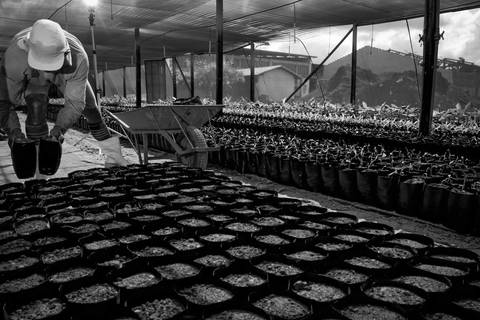 Ensaio fotográfico, as bananas pelo Brasil. Fotos: Wenderson Araujo/Trilux'