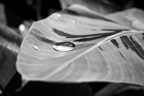 Ensaio fotográfico, as bananas pelo Brasil. Fotos: Wenderson Araujo/Trilux'