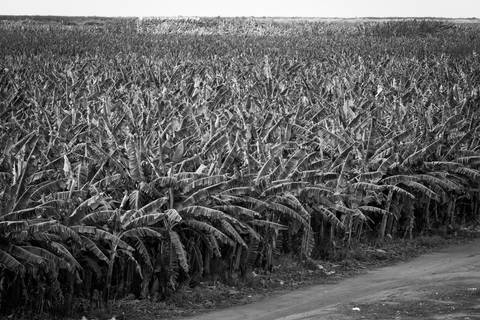 Ensaio fotográfico, as bananas pelo Brasil. Fotos: Wenderson Araujo/Trilux'