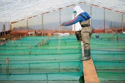 Banco de imagens - Produção de Tilápia'