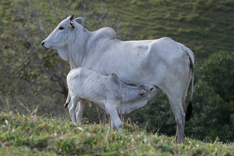 Banco de Imagens - Bovinocultura de corte'