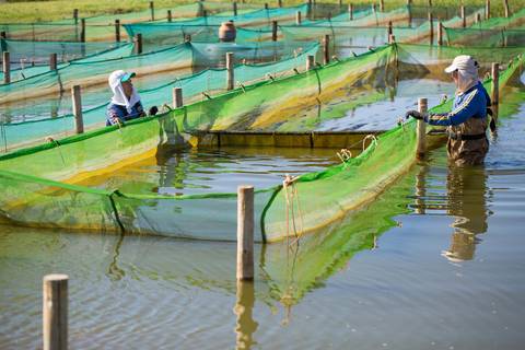 Banco de imagens - Produção de Tilápia'