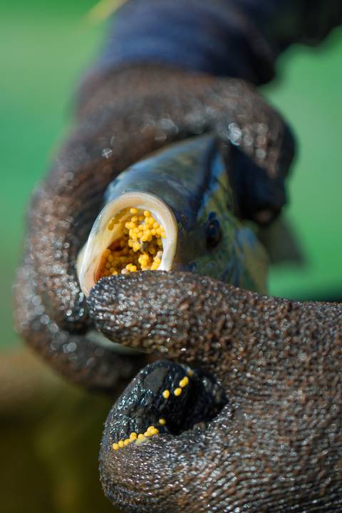 Banco de imagens - Produção de Tilápia'