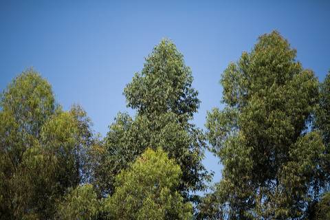 Fotografias para o Banco de imagens da Confederação da Agricultura e Pecuária do Brasil - CNA. Fotos Wenderson Araujo/Trilux'