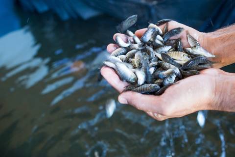 Banco de imagens - Produção de Tilápia'
