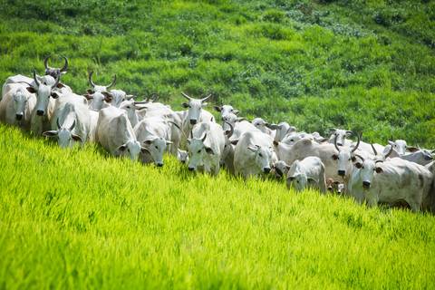 Fotografias para o Banco de imagens da Confederação da Agricultura e Pecuária do Brasil - CNA. Fotos Wenderson Araujo/Trilux'