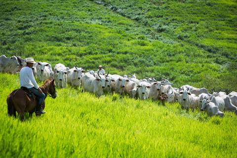 Fotografias para o Banco de imagens da Confederação da Agricultura e Pecuária do Brasil - CNA. Fotos Wenderson Araujo/Trilux'