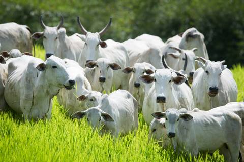 Fotografias para o Banco de imagens da Confederação da Agricultura e Pecuária do Brasil - CNA. Fotos Wenderson Araujo/Trilux'
