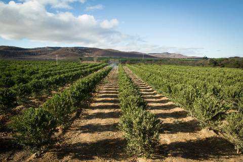 Fotografias para o Banco de imagens da Confederação da Agricultura e Pecuária do Brasil - CNA. Fotos Wenderson Araujo/Trilux'
