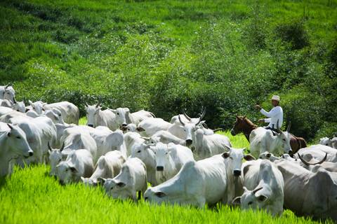 Fotografias para o Banco de imagens da Confederação da Agricultura e Pecuária do Brasil - CNA. Fotos Wenderson Araujo/Trilux'