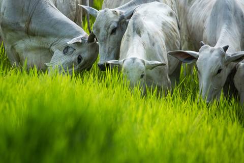 Fotografias para o Banco de imagens da Confederação da Agricultura e Pecuária do Brasil - CNA. Fotos Wenderson Araujo/Trilux'