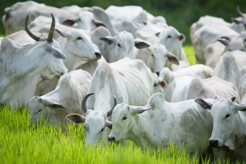 Fotografias para o Banco de imagens da Confederação da Agricultura e Pecuária do Brasil - CNA. Fotos Wenderson Araujo/Trilux'