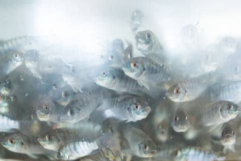 Banco de imagens - Produção de Tilápia'