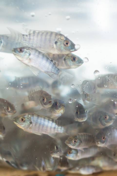 Banco de imagens - Produção de Tilápia'