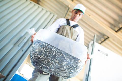 Banco de imagens - Produção de Tilápia'