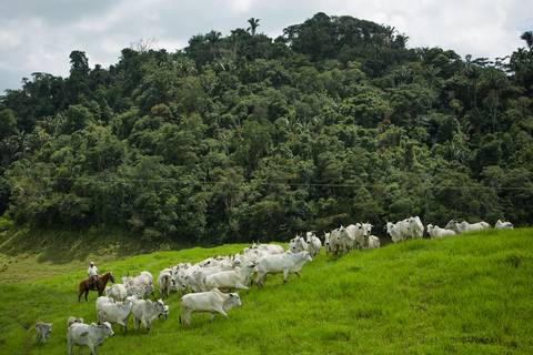 Fotografias para o Banco de imagens da Confederação da Agricultura e Pecuária do Brasil - CNA. Fotos Wenderson Araujo/Trilux'