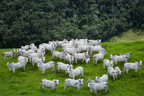 Fotografias para o Banco de imagens da Confederação da Agricultura e Pecuária do Brasil - CNA. Fotos Wenderson Araujo/Trilux'