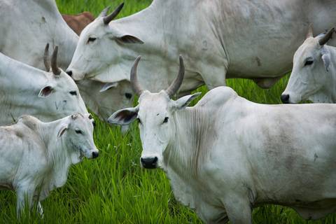 Fotografias para o Banco de imagens da Confederação da Agricultura e Pecuária do Brasil - CNA. Fotos Wenderson Araujo/Trilux'