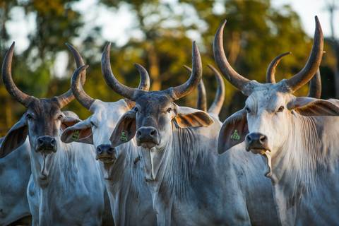 Fotografias para o Banco de imagens da Confederação da Agricultura e Pecuária do Brasil - CNA. Fotos Wenderson Araujo/Trilux'