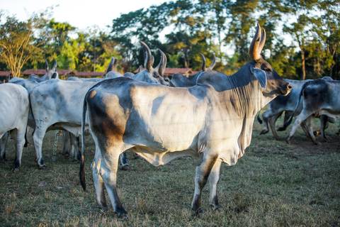 Fotografias para o Banco de imagens da Confederação da Agricultura e Pecuária do Brasil - CNA. Fotos Wenderson Araujo/Trilux'