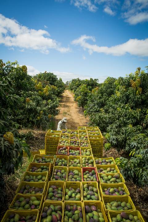 Fotografias para o Banco de imagens da Confederação da Agricultura e Pecuária do Brasil - CNA. Fotos Wenderson Araujo/Trilux'