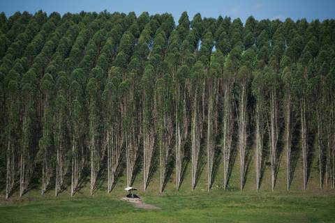 Fotografias para o Banco de imagens da Confederação da Agricultura e Pecuária do Brasil - CNA. Fotos Wenderson Araujo/Trilux'