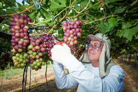Fotografias para o Banco de imagens da Confederação da Agricultura e Pecuária do Brasil - CNA. Fotos Wenderson Araujo/Trilux'