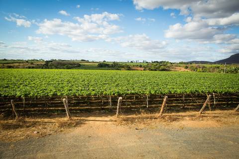Fotografias para o Banco de imagens da Confederação da Agricultura e Pecuária do Brasil - CNA. Fotos Wenderson Araujo/Trilux'