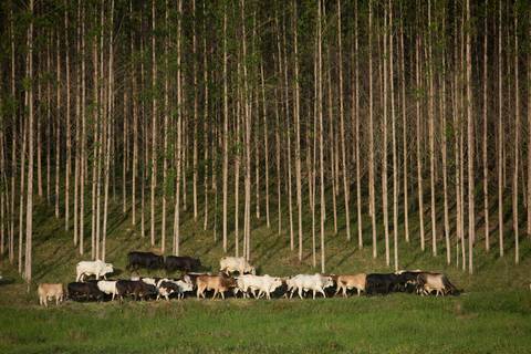 Fotografias para o Banco de imagens da Confederação da Agricultura e Pecuária do Brasil - CNA. Fotos Wenderson Araujo/Trilux'