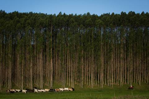 Fotografias para o Banco de imagens da Confederação da Agricultura e Pecuária do Brasil - CNA. Fotos Wenderson Araujo/Trilux'