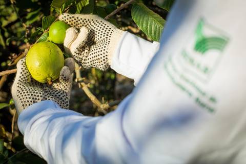 Fotografias para o Banco de imagens da Confederação da Agricultura e Pecuária do Brasil - CNA. Fotos Wenderson Araujo/Trilux'