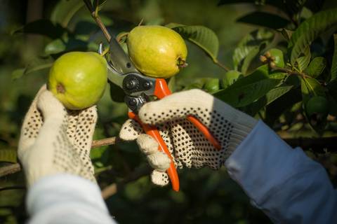 Fotografias para o Banco de imagens da Confederação da Agricultura e Pecuária do Brasil - CNA. Fotos Wenderson Araujo/Trilux'