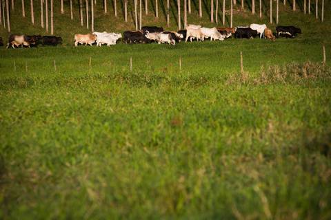 Fotografias para o Banco de imagens da Confederação da Agricultura e Pecuária do Brasil - CNA. Fotos Wenderson Araujo/Trilux'