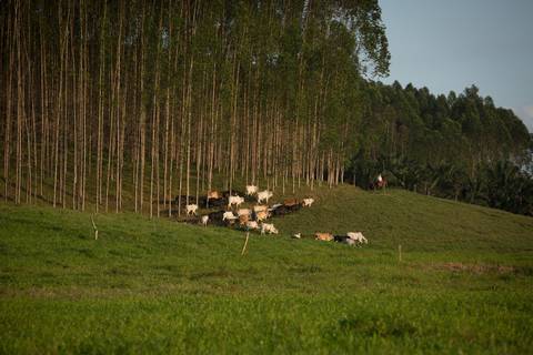 Fotografias para o Banco de imagens da Confederação da Agricultura e Pecuária do Brasil - CNA. Fotos Wenderson Araujo/Trilux'