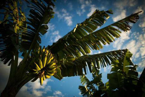 Fotografias para o Banco de imagens da Confederação da Agricultura e Pecuária do Brasil - CNA. Fotos Wenderson Araujo/Trilux'