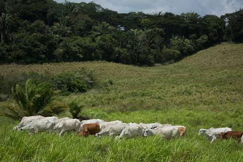 Fotografias para o Banco de imagens da Confederação da Agricultura e Pecuária do Brasil - CNA. Fotos Wenderson Araujo/Trilux'