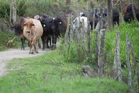 Fotografias para o Banco de imagens da Confederação da Agricultura e Pecuária do Brasil - CNA. Fotos Wenderson Araujo/Trilux'