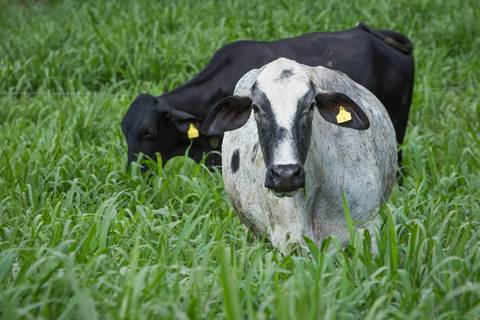 Fotografias para o Banco de imagens da Confederação da Agricultura e Pecuária do Brasil - CNA. Fotos Wenderson Araujo/Trilux'