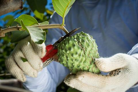 Fotografias para o Banco de imagens da Confederação da Agricultura e Pecuária do Brasil - CNA. Fotos Wenderson Araujo/Trilux'