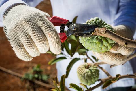 Fotografias para o Banco de imagens da Confederação da Agricultura e Pecuária do Brasil - CNA. Fotos Wenderson Araujo/Trilux'