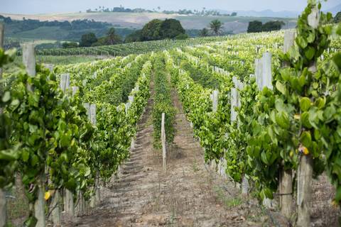 Fotografias para o Banco de imagens da Confederação da Agricultura e Pecuária do Brasil - CNA. Fotos Wenderson Araujo/Trilux'