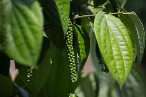Fotografias para o Banco de imagens da Confederação da Agricultura e Pecuária do Brasil - CNA. Fotos Wenderson Araujo/Trilux'